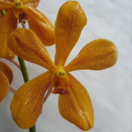 Orchid 'Mokara Super Orange' Orchidaceae