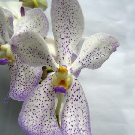 Orchid 'Mokara Water Omei' Orchidaceae