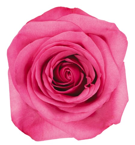 Rose 'Stiletto' Rosa