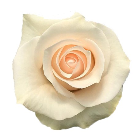 Rose 'Sugar' Rosa