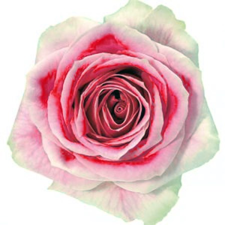 Rose 'Superlady' Rosa