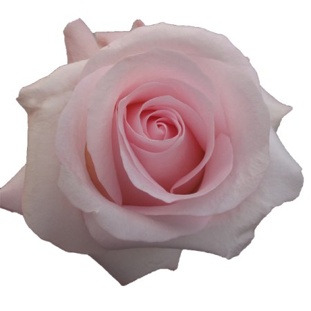 Rose 'Sweet Akito' Rosa