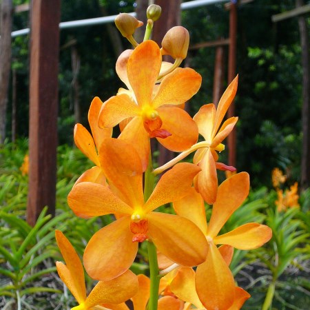 Orchid 'Mokara Tropical Orange' Orchidaceae