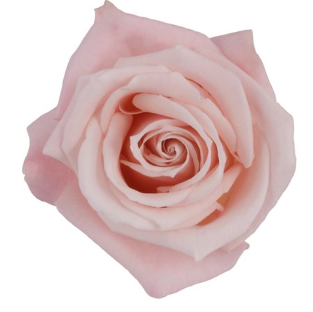 Rose 'Sweet Escimo' Rosa