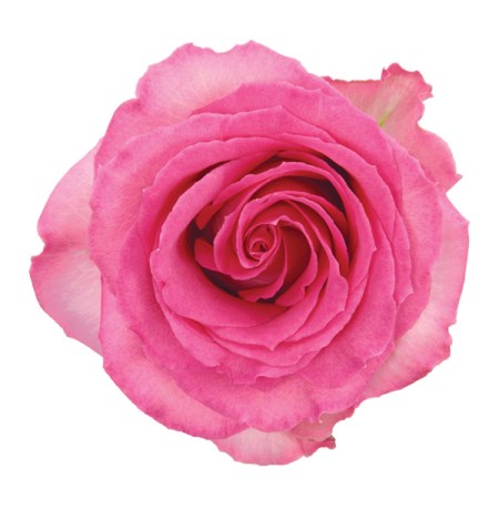 Rose 'Sweet Unique' Rosa