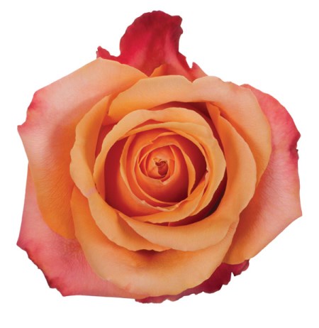 Rose 'Taxo' Rosa