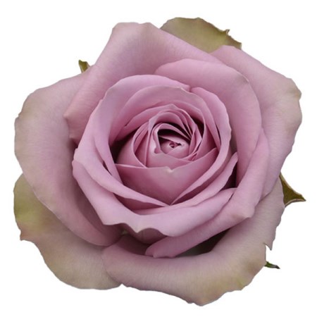 Rose 'Tiara' Rosa