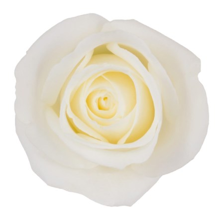 Rose 'Tibet' Rosa