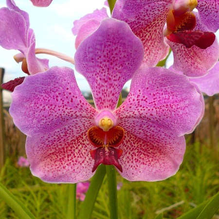 Orchid 'Vanda Butterfly' Orchidaceae