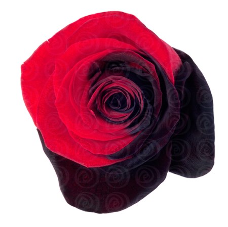 Rose 'Tinted Braveheart' Rosa