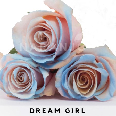 Rose 'Tinted Dream Girl' Rosa
