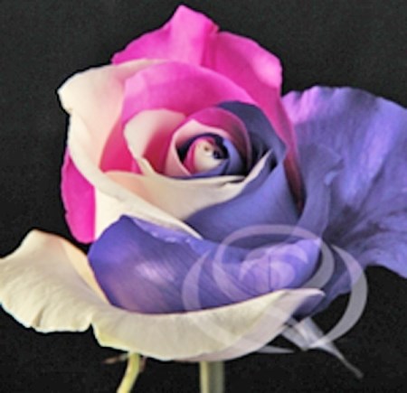 Rose 'Tinted pk-wht-purpl' Rosa