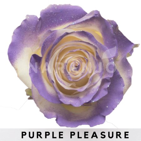 Rose 'Tinted Purple Pleasure ' Rosa