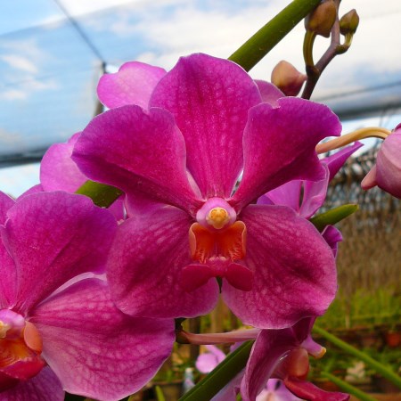 Orchid 'Vanda Dark Pink' Orchidaceae