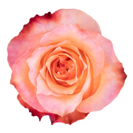 Rose 'Twilight' Rosa