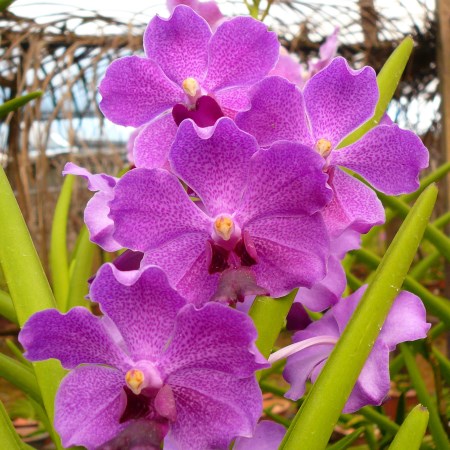 Orchid 'Vanda Dark Purple' Orchidaceae