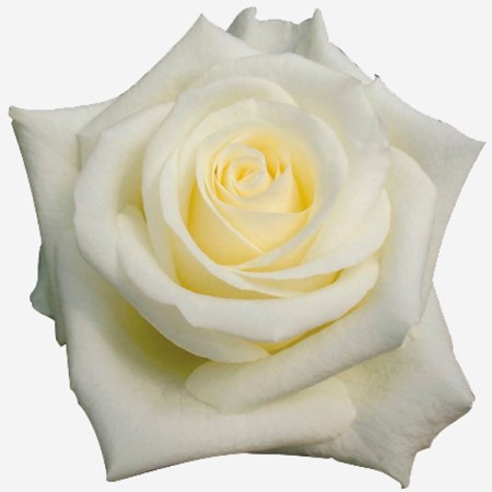 Rose 'White Choc' Rosa