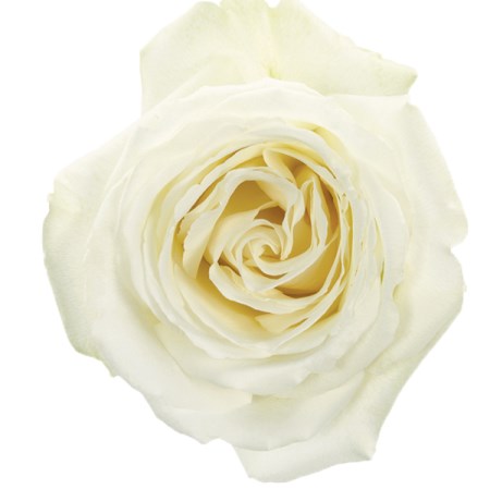 Rose 'White Dove' Rosa