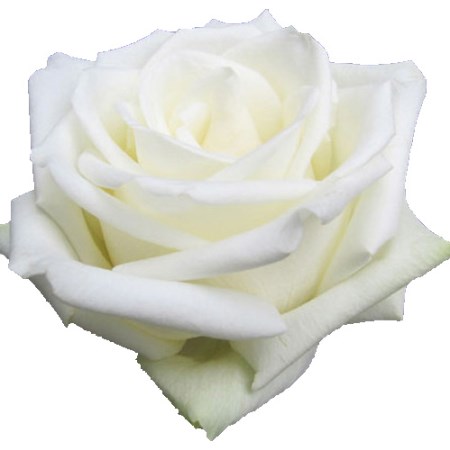 Rose 'White Rabbit' Rosa