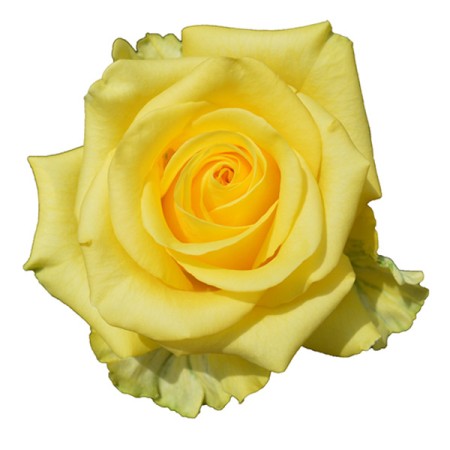 Rose 'Xciting' Rosa