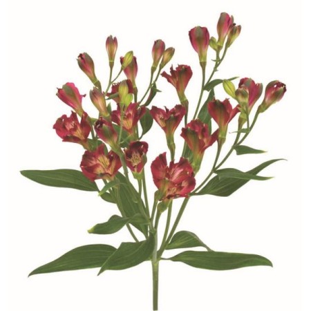 Alstroemeria 'Alstresia Cherry' Alstroemeria