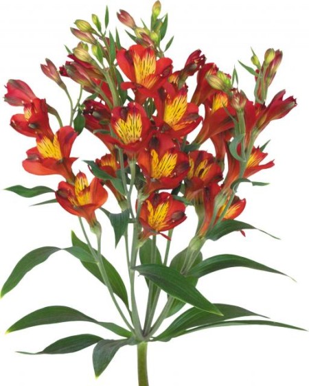 Alstroemeria 'Alstresia Dynamite' Alstroemeria