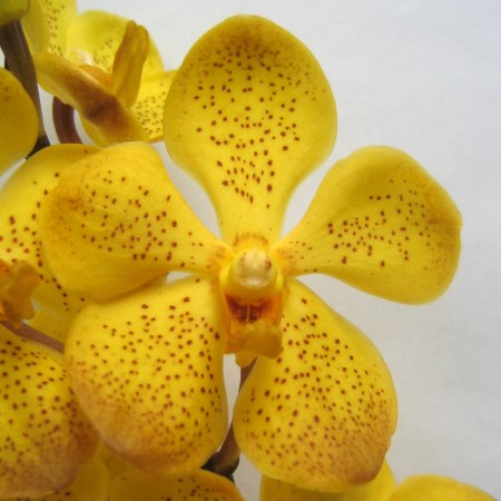 Orchid 'Mokara Khaw Peck Suan' Orchidaceae