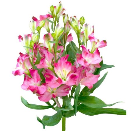 Alstroemeria 'Alstresia pink lady' Alstroemeria