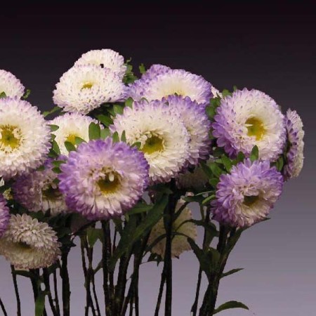 Aster 'Matsumoto - Purple and White' Matsumoto - Purple and White