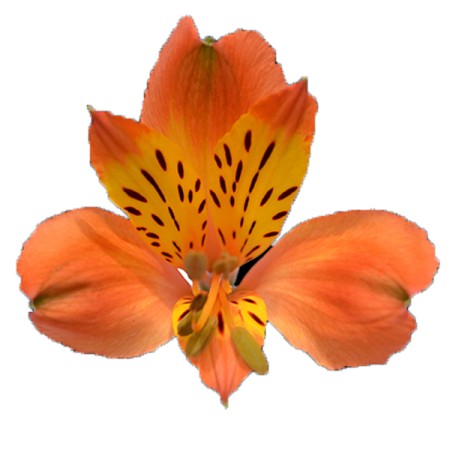 Alstroemeria 'Firenze' Alstroemeria