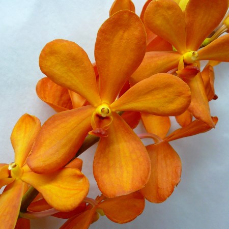 Orchid 'Mokara Gold Nugget Single' Orchidaceae