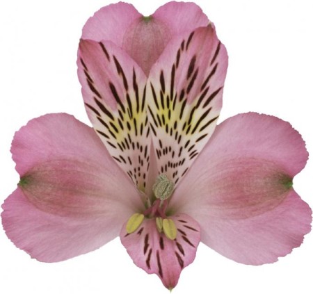 Alstroemeria 'Jumbo' Alstroemeria