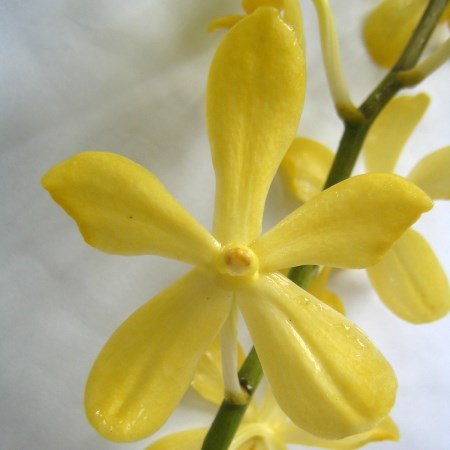 Orchid 'Mokara Bangkok Gold' Orchidaceae