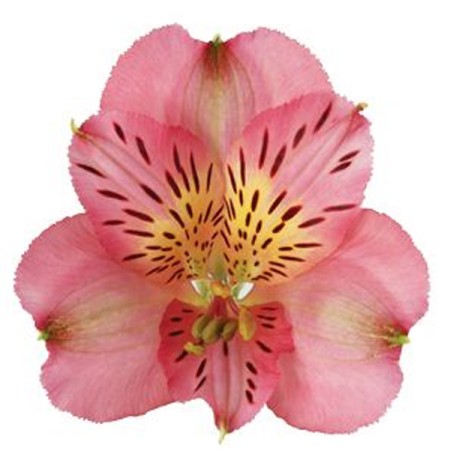 Alstroemeria 'Kodiak' Alstroemeria