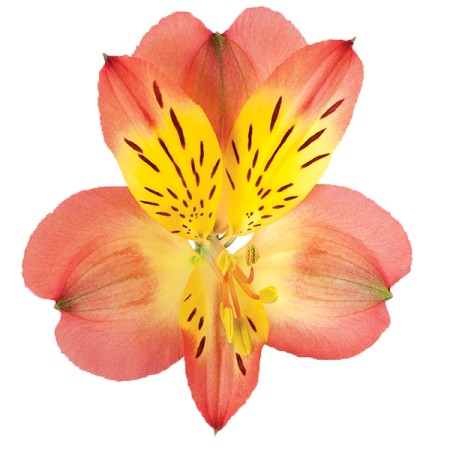 Alstroemeria 'Lucero' Alstroemeria