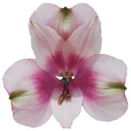 Alstroemeria 'Marshmellow' Alstroemeria