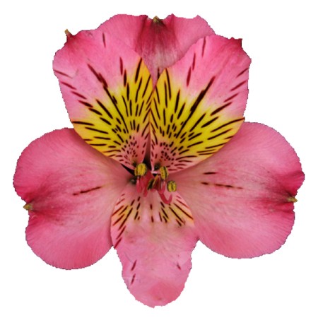 Alstroemeria 'Nora' Alstroemeria