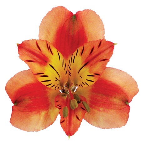 Alstroemeria 'Orange Queen' Alstroemeria