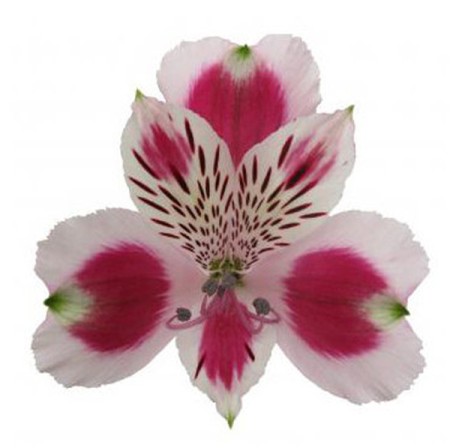 Alstroemeria 'Picanto' Alstroemeria