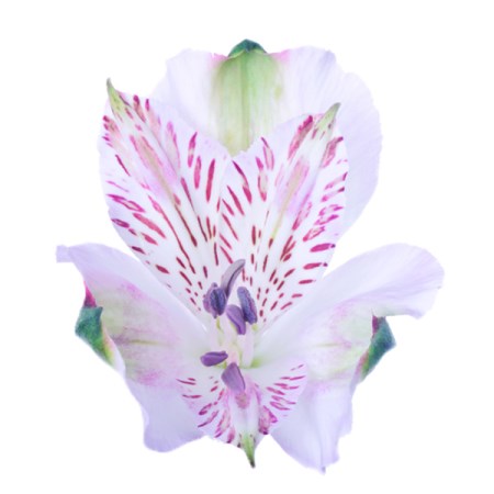 Alstroemeria 'Pink Orchid' Alstroemeria
