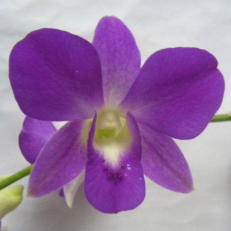 Orchid 'Dendrobium Purple Pink' Orchidaceae