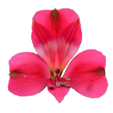 Alstroemeria 'Secret' Alstroemeria