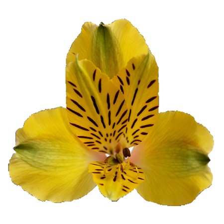 Alstroemeria 'Shakira' Alstroemeria