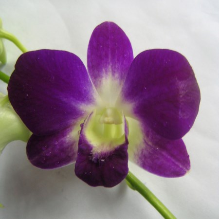 Orchid 'Dendrobium Sonia Red' Orchidaceae