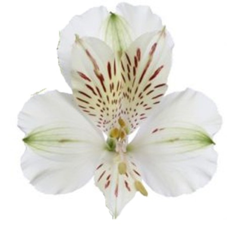 Alstroemeria 'Snowtime' Alstroemeria