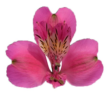 Alstroemeria 'Stratus ' Alstroemeria