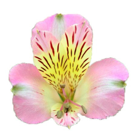 Alstroemeria 'Switch ' Alstroemeria