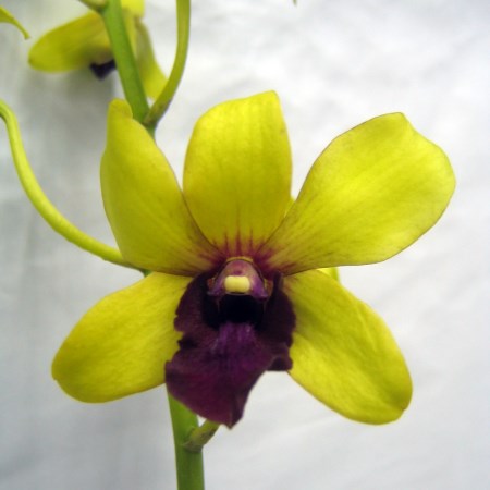 Orchid 'Dendrobium Sri Siam' Orchidaceae