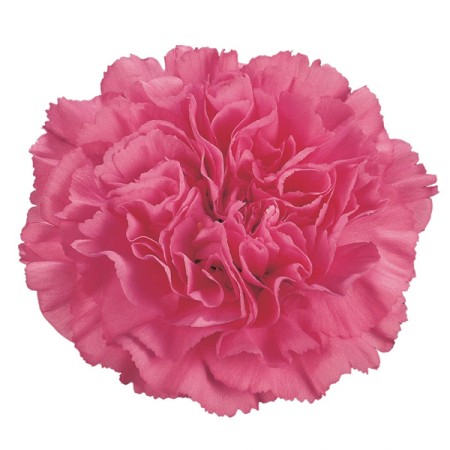 Carnation 'Agnese' Dianthus