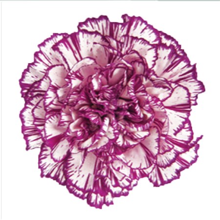 Carnation 'Alicia' Dianthus